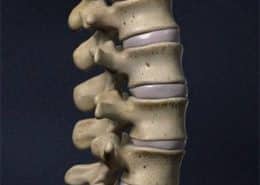 spine